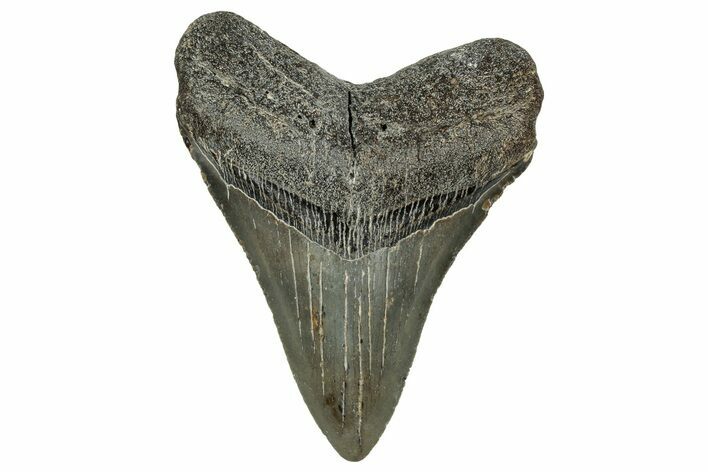 Serrated, Fossil Megalodon Tooth - North Carolina #328288